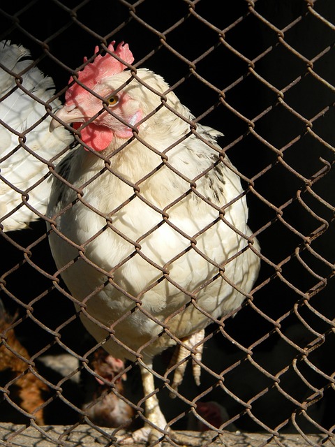 巴萨VS奥 巴萨VS奥